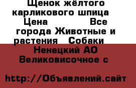 Щенок жёлтого карликового шпица  › Цена ­ 50 000 - Все города Животные и растения » Собаки   . Ненецкий АО,Великовисочное с.